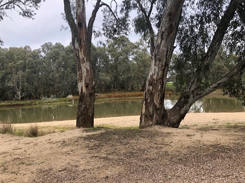 River red gums at Murrumbidgee River