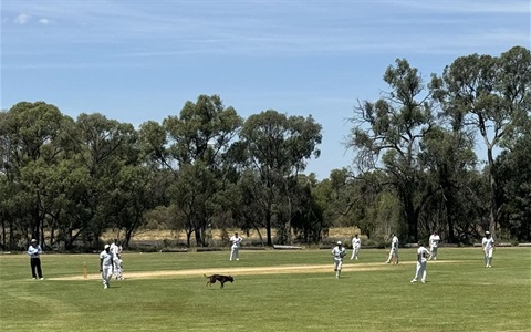 Coly Cricket Nomads.jpg