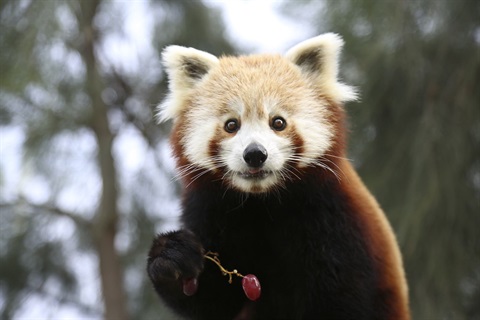 Altina Red Panda