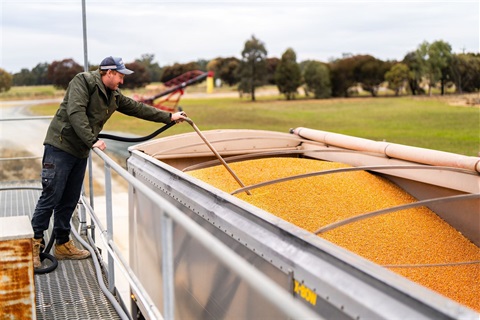 Man testing corn at weighbridge