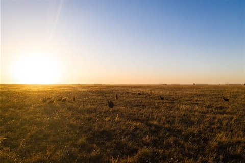 Emus on the plains near Jerilderie in New South Wales, Australia