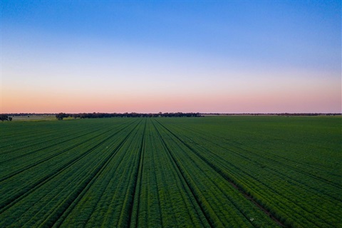 Arial shot of irrigated wheat at sunrise